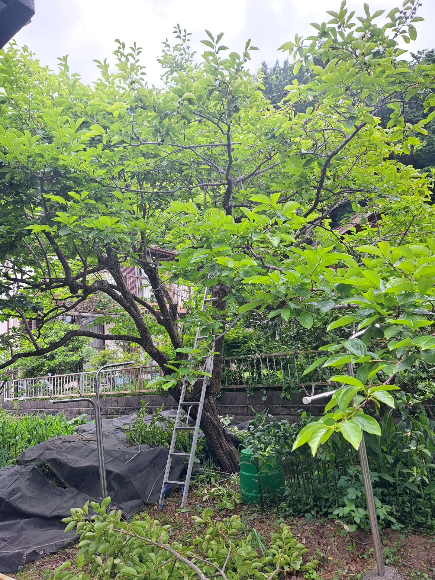 【佐倉市 剪定】大きくなりすぎたカキやモミジの剪定とヒノキの段階的伐採