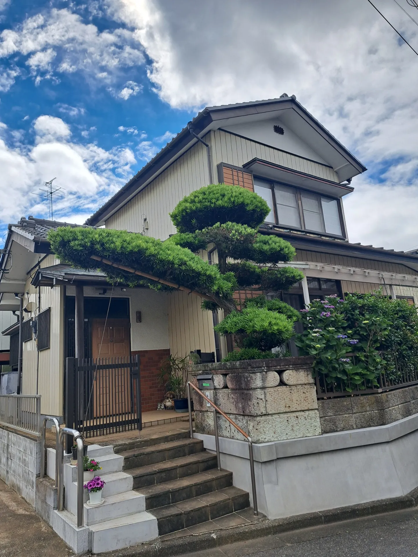 【佐倉市 刈込み】マキの仕立て直しと生垣・低木の刈込み