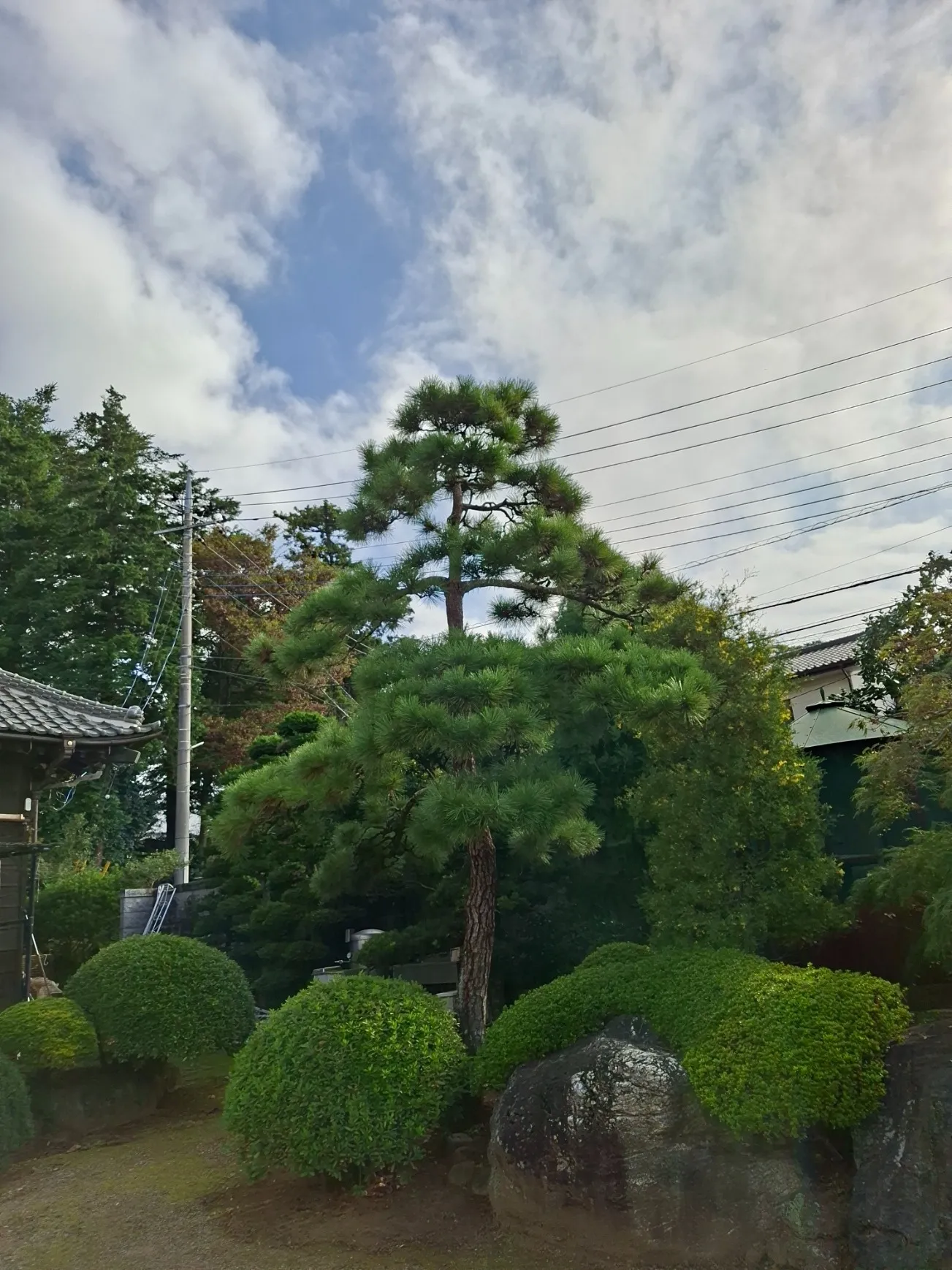6mのクロマツを枝抜き剪定